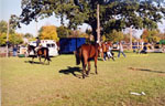 Equestrian Event, Milton Fairgrounds