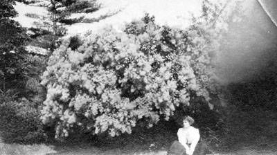 Ted Goodfellow and smoke tree, &quot;Rose Hill&quot; farm.