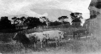 Shorthorns at &quot;Rose Hill&quot;