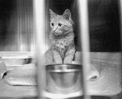 Cat behind bars