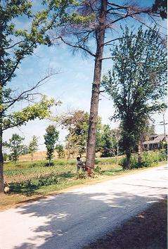 A tree used in the restoration of the Waldie Blacksmith Shop