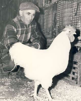 John Timbers with rooster