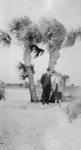 Man and two women standing beneath a palm tree