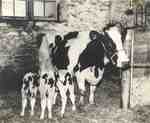 Holstein cow with triplets