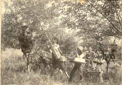 Cherry picking at the W. J. Hartley fruit farm