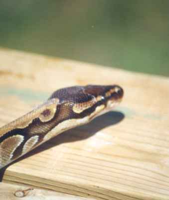 Reptile exhibit on Canada Day, 2000