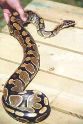 Reptile exhibit on Canada Day, 2000