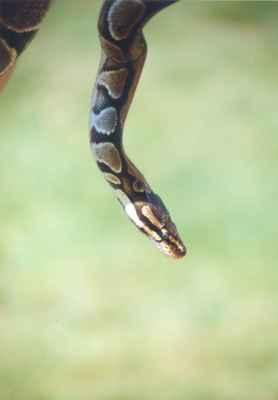 Reptile exhibit on Canada Day, 2000