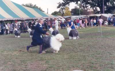 Dog Show