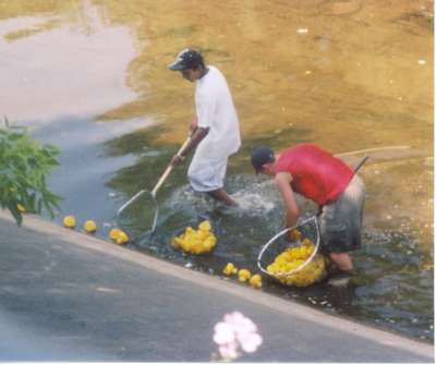 The Great Rubber Duck Race