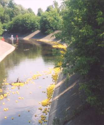 The Great Rubber Duck Race