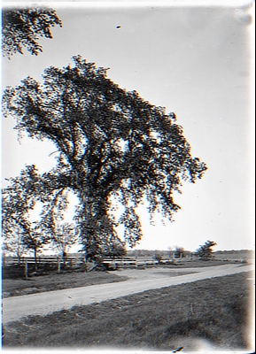 American Elm