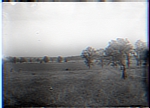 Scene from Cleary's fence. Young's Farm