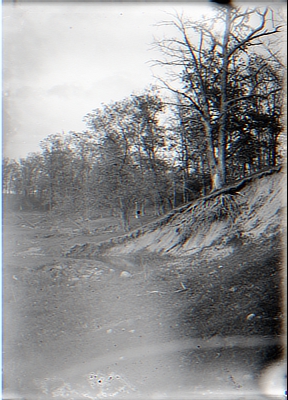 Exposed roots in hillside