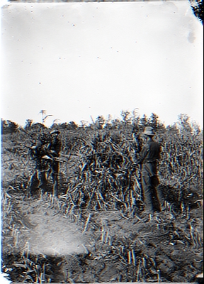 Shucking corn. Quinn Brothers