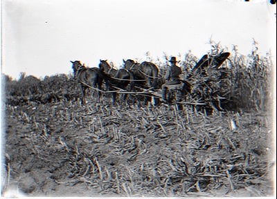 Harvesting Corn. Quinns