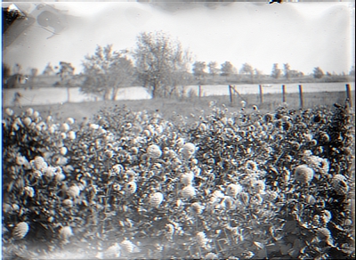 Farm field flowers