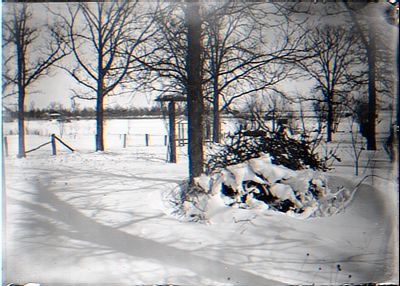 Fence and trees