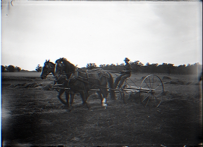 Taking Hay. Horse Rake