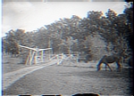 Horse Pasture with Fencing & Gate