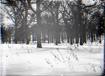 Wooded Winter Landscape