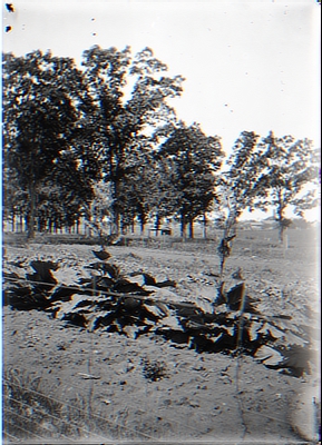 Orchard and Line of Crops