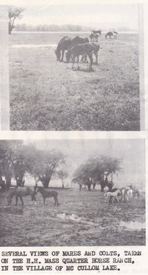 Several Views of Mares and Colts Taken At The H.H. Mass Quarter Horse Ranch.