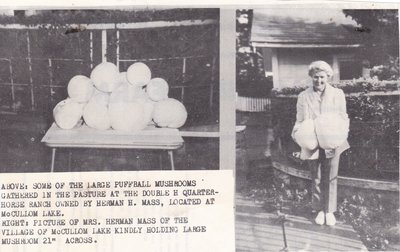 Large Puffball Mushrooms Held By Mrs. Herman Mass.