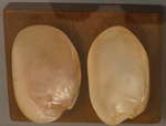 Two shells on wood base