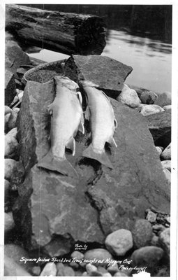 Speckled trout displayed on rock, Nipigon, Ontario, CANADA
