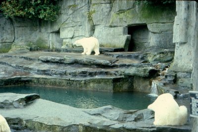 Toronto Zoo '68