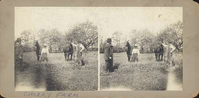 Horses on Cherry Farm