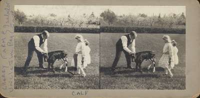 A Calf at Cherry Farm