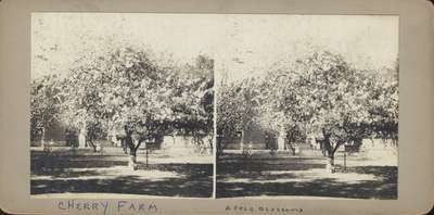 Apple Blossoms at Cherry Farm