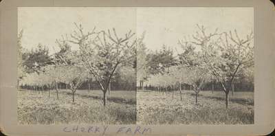 Cherry Farm