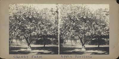 Cherry Farm Apple Blossoms