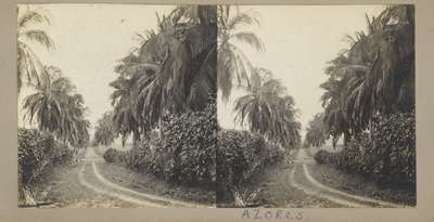 Azorean Vegetation