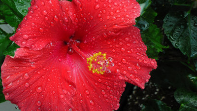 Raindrops on a Petal