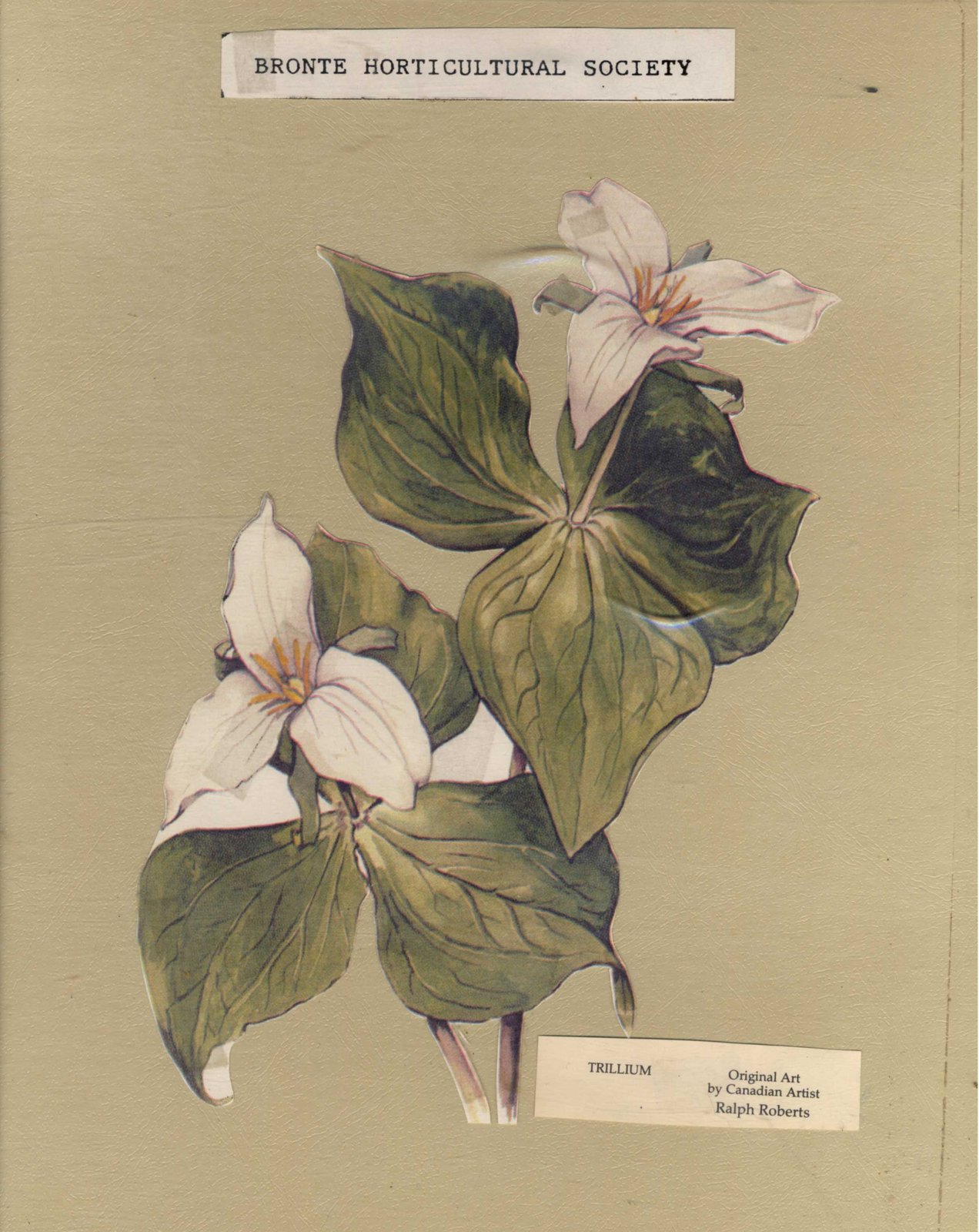 Bronte Horticultural Society Trillium