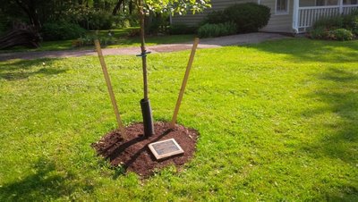 Sovereign House White Oak tree commemorating OHA District 6 AGM