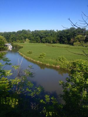 Morning at the Creek