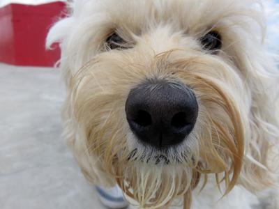 Dog sniffs camera Lens