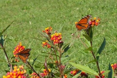 Asclepias (butterfly plants)