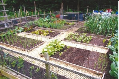 Shell Park Community Vegetable Garden