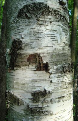 Oakville Birch Tree Trunk