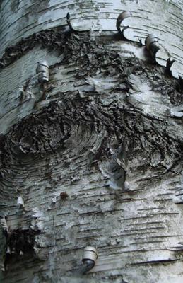 Oakville Birch Tree Bark