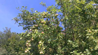 Parking lot apples