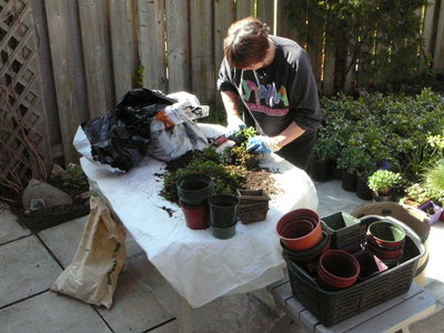 BHS Member Marg Catley preparing plants for the 2007 Plant Sale at Hopedale Mall