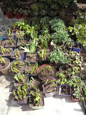 Plants repotted and ready for sale!