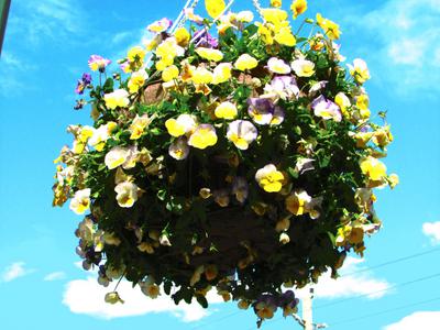 Flower Baskets in Town Square